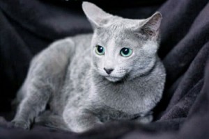 Кот, русская голубая порода