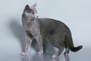 Русская голубая кошка Lacky