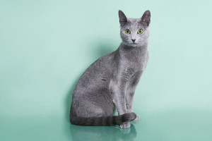 Русская голубая кошка Lacky