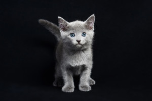 русская голубая кошка цена, кошка русская голубая фото цена, русская голубая цена, кот русская голубая цена, русская голубая цена котенка, порода кошек русская голубая цена, русский голубой кот википедия цена, русская голубая кошка цена москва, русская голубая кошка цена украина, русская голубая кошка цена, порода кошек русская голубая фото цена, русская голубая кошка сызрань цена, русская голубая кошка родословная цена, русская голубая кошка цена харьков, русская голубая кошка цена купить, русская голубая цена, русская голубая фото цена, порода русская голубая цена, русская голубая цена украина, стоимость русской голубой кошки, стоимость русской голубой, русская голубая кошка фото стоимость