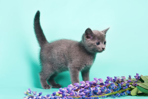 русская голубая кошка цена, кошка русская голубая фото цена, русская голубая цена, кот русская голубая цена, русская голубая цена котенка, порода кошек русская голубая цена, русский голубой кот википедия цена, русская голубая кошка цена москва, русская голубая кошка цена украина, русская голубая кошка цена, порода кошек русская голубая фото цена, русская голубая кошка сызрань цена, русская голубая кошка родословная цена, русская голубая кошка цена харьков, русская голубая кошка цена купить, русская голубая цена, русская голубая фото цена, порода русская голубая цена, русская голубая цена украина, стоимость русской голубой кошки, стоимость русской голубой, русская голубая кошка фото стоимость