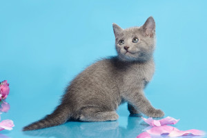 русская голубая кошка цена, кошка русская голубая фото цена, русская голубая цена, кот русская голубая цена, русская голубая цена котенка, порода кошек русская голубая цена, русский голубой кот википедия цена, русская голубая кошка цена москва, русская голубая кошка цена украина, русская голубая кошка цена, порода кошек русская голубая фото цена, русская голубая кошка сызрань цена, русская голубая кошка родословная цена, русская голубая кошка цена харьков, русская голубая кошка цена купить, русская голубая цена, русская голубая фото цена, порода русская голубая цена, русская голубая цена украина, стоимость русской голубой кошки, стоимость русской голубой, русская голубая кошка фото стоимость