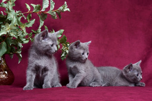 русская голубая кошка цена, кошка русская голубая фото цена, русская голубая цена, кот русская голубая цена, русская голубая цена котенка, порода кошек русская голубая цена, русский голубой кот википедия цена, русская голубая кошка цена москва, русская голубая кошка цена украина, русская голубая кошка цена, порода кошек русская голубая фото цена, русская голубая кошка сызрань цена, русская голубая кошка родословная цена, русская голубая кошка цена харьков, русская голубая кошка цена купить, русская голубая цена, русская голубая фото цена, порода русская голубая цена, русская голубая цена украина, стоимость русской голубой кошки, стоимость русской голубой, русская голубая кошка фото стоимость