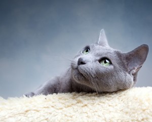 Русская голубая кошка: фото породы russkaya-golubaya-koshka-1280x1024