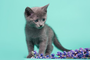 чем кормить русскую голубую кошку, как кормить котенка