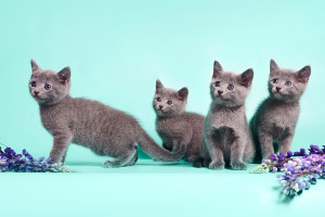Русские голубые котята в дар. Кошки, коты, котята: русская голубая даром (бесплатно) - отдадим в добрые руки.