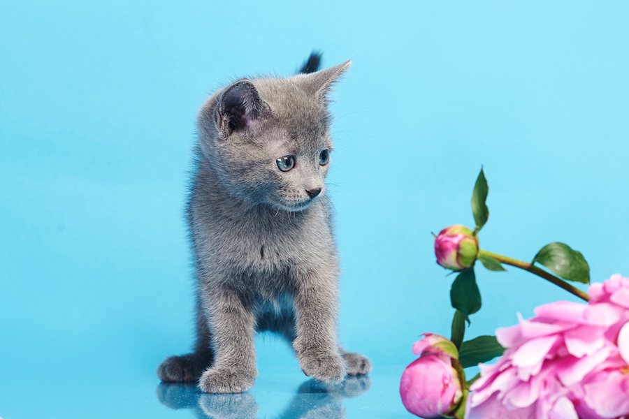 Русская голубая кошка: вес и размеры. Вес по месяцам по мере роста котенка русской голубой