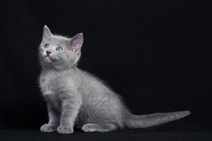 Русские голубые коттята продажа, Русские голубые котята купить минск