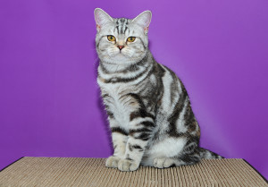 Британская кошка серебристая мраморная Фантазия