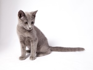 Русская голубая кошка питомника Lukosan