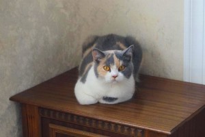 Британская кошка Жасмин