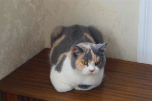 Британская кошка Жасмин