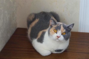Британская кошка Жасмин