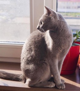 Русская голубая кошка Lapochka LUKOSAN