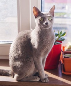 Русская голубая кошка Lapochka LUKOSAN