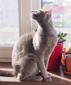 Русская голубая кошка Lapochka LUKOSAN
