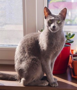 Русская голубая кошка Lapochka LUKOSAN