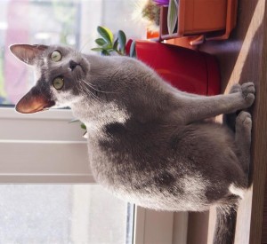 Русская голубая кошка Lapochka LUKOSAN