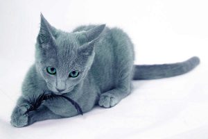 питомник русских голубых кошек, русская голубая кошка питомник москва, питомник русской голубой, русская голубая питомник москва, питомник русских голубых кошек в санкт петербурге, питомник русских голубых кошек в москве тамара, русская голубая кошка купить в москве питомник, питомник русская голубая спб, русская голубая кошка питомник спб, питомник русь русская голубая, купить в питомнике русскую голубую кошку, русская голубая котята питомник, питомники русской голубой в петербурге, питомник русская голубая екатеринбург, русская голубая питомник, заводчики русских голубых кошек, заводчики русской голубой, сайт русская голубая, русские голубые клуб кошек, русская голубая клуб