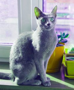 Русская голубая кошка Лапочка