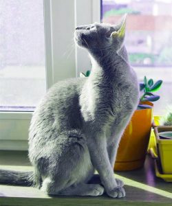 Русская голубая кошка Лапочка