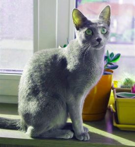 Русская голубая кошка Лапочка