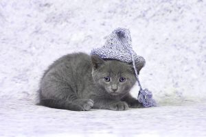 Сколько стоит русская голубая: кошка, кот, котенок? - Питомник Lukosan