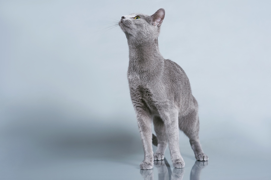 Русская голубая кошка: фото породы