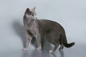 Русская голубая кошка Lacky