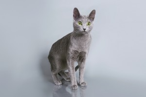 Русская голубая кошка Lacky