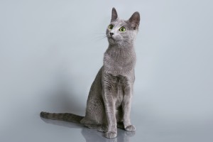 Русская голубая кошка Lacky