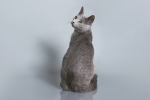 Русская голубая кошка Lacky