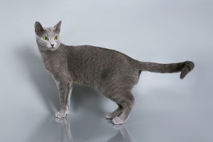 Русская голубая кошка Lacky
