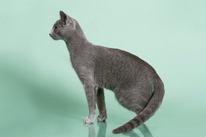Русская голубая кошка Lacky