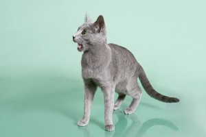 Русская голубая кошка Lacky