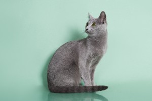 Русская голубая кошка Lacky