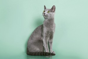 Русская голубая кошка Lacky