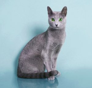 Русская голубая кошка Lacky