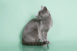 Русская голубая кошка Lacky