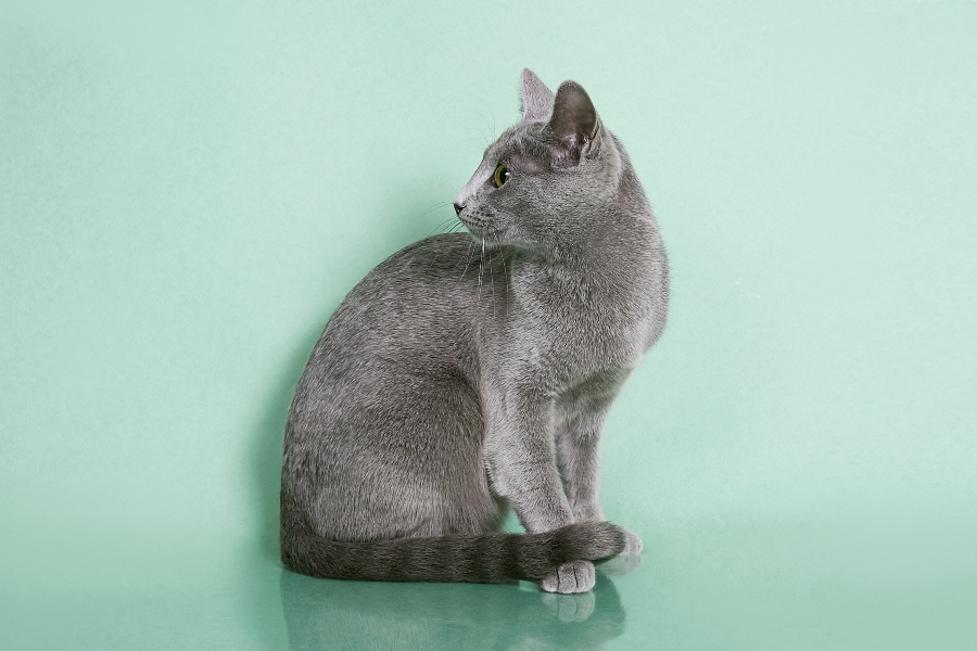 Русская голубая кошка: фото породы