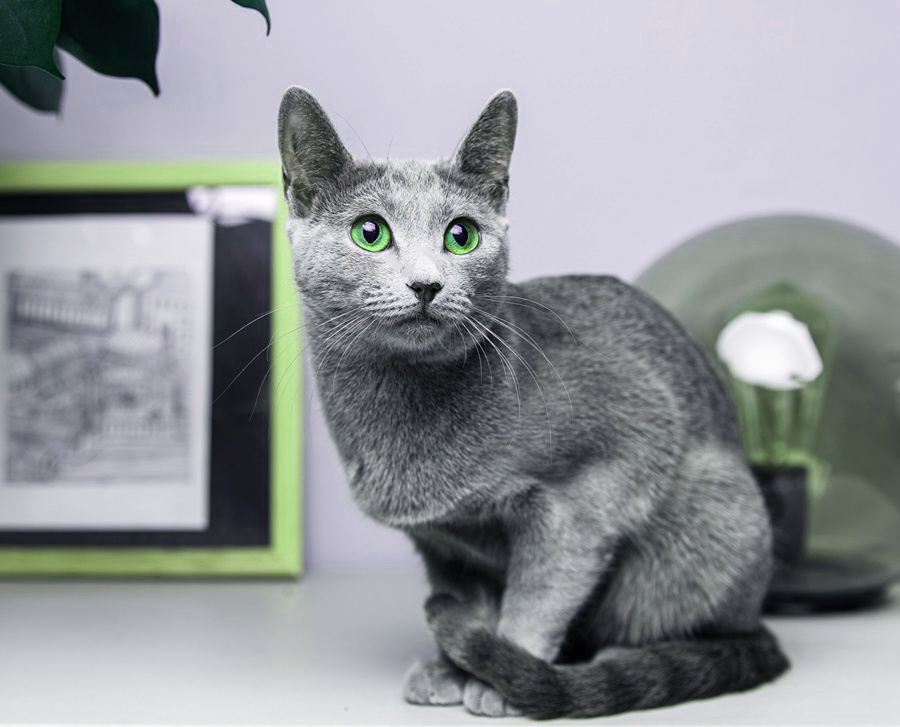 Русская голубая кошка: цвет глаз