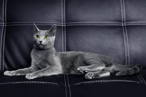 Русская голубая кошка Jessica