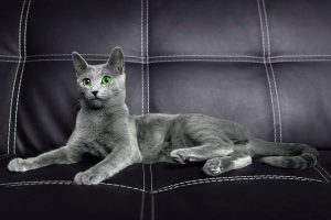 Русская голубая кошка Jessica
