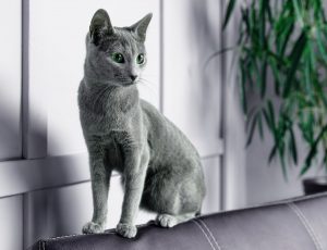 Русская голубая кошка Jessica