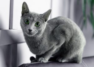 Русская голубая кошка Jessica