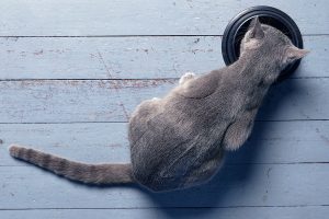 чем кормить русскую голубую кошку, чем кормить русскую голубую, корма для русских голубых кошек, чем кормить котенка русская голубая, корм для русской голубой, русская голубая питание, русская голубая кошка питание, русская голубая питание котят, русским голубым кошкам можно морковь