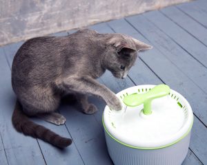 чем кормить русскую голубую кошку, чем кормить русскую голубую, корма для русских голубых кошек, чем кормить котенка русская голубая, корм для русской голубой, русская голубая питание, русская голубая кошка питание, русская голубая питание котят, русским голубым кошкам можно морковь
