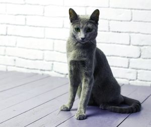 Русская голубая кошка Jessica