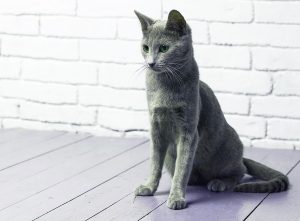 Русская голубая кошка Jessica
