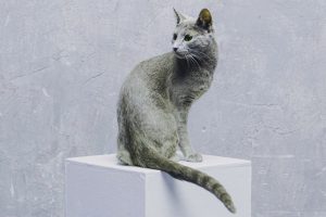 русская голубая кошка цена, кошка русская голубая фото цена, русская голубая цена, кот русская голубая цена, русская голубая цена котенка, порода кошек русская голубая цена, русский голубой кот википедия цена, русская голубая кошка цена москва, русская голубая кошка цена украина, русская голубая кошка цена, порода кошек русская голубая фото цена, русская голубая кошка сызрань цена, русская голубая кошка родословная цена, русская голубая кошка цена харьков, русская голубая кошка цена купить, русская голубая цена, русская голубая фото цена, порода русская голубая цена, русская голубая цена украина, стоимость русской голубой кошки, стоимость русской голубой, русская голубая кошка фото стоимость